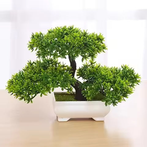 Zen Ficus Bonsai
