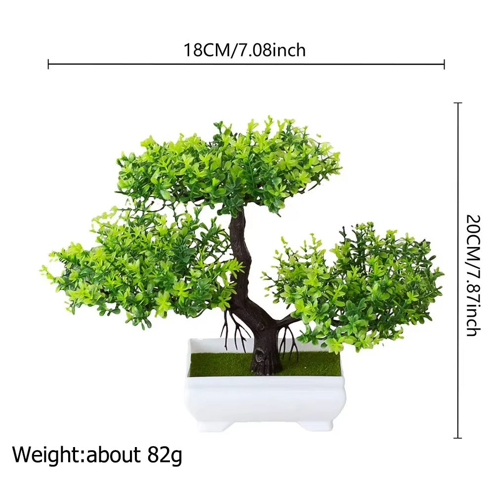 Zen Ficus Bonsai